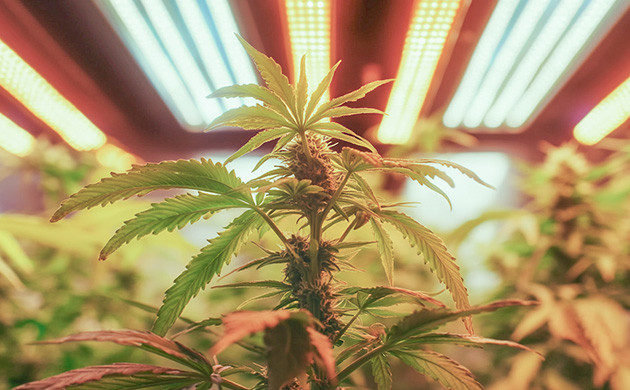 Советы по выбору ламп для выращивания конопли Как выбрать лампу для выращивания