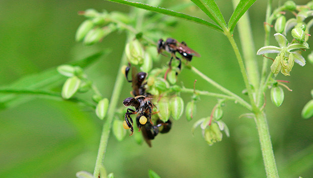 Пчелы на мужском кусте конопли