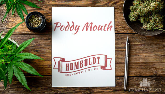 Выращивание сорта марихуаны Poddy Mouth от Humboldt Seed Company