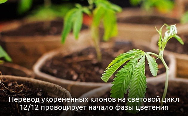 Развитие клонов конопли Перевод клонов на цветение