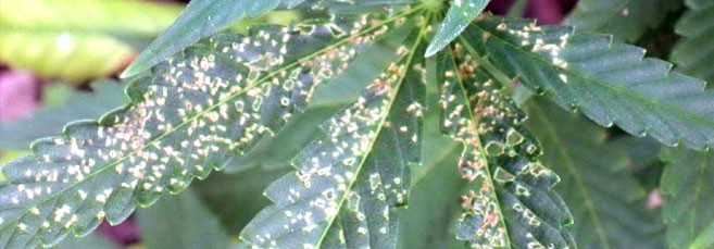 Светлые и темные точки на листьях конопли Точки на листьях каннабиса