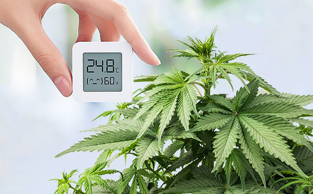 Температура для конопли 24 градусов идеальная температура для каннабиса