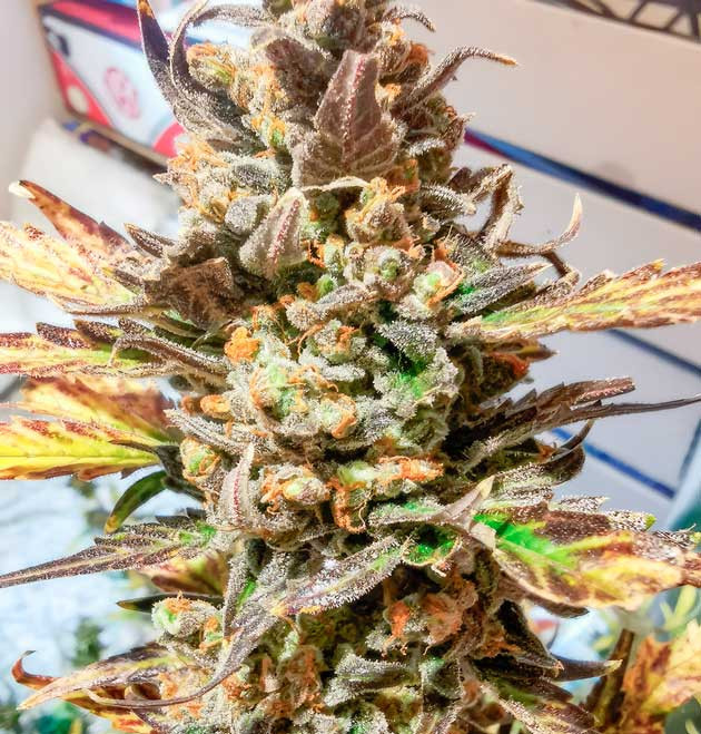 Подготовка к харвесту и выводы о выращивании конопли Куст Zkittlez Auto от FastBuds на последней неделе выращивания