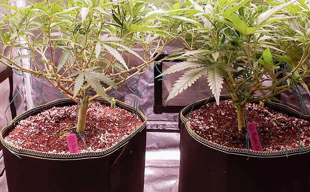 Мягкие текстильные горшки