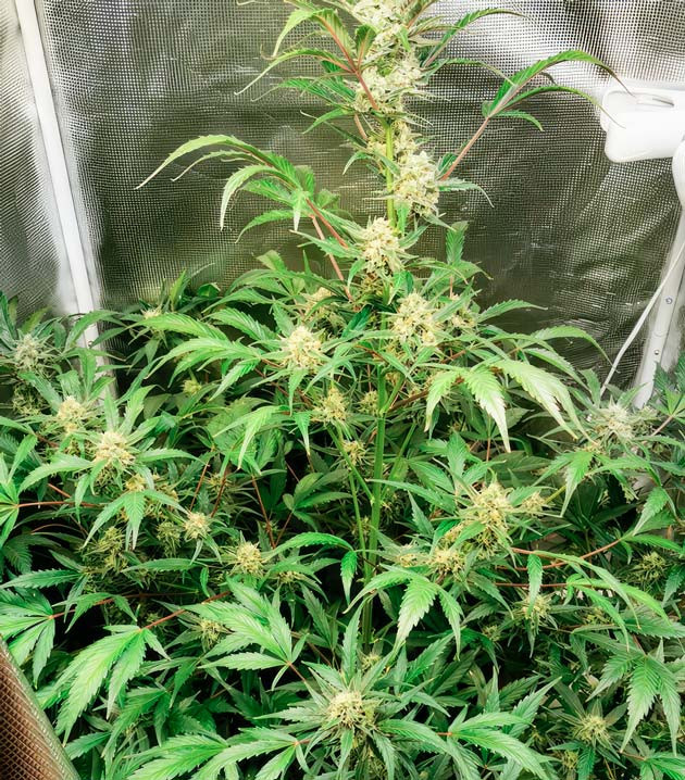 Признаки дефицита фосфора Куст Zkittlez Auto на 8 неделе выращивания