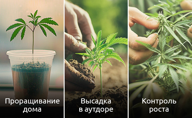 Выращивание в аутдоре Этапы выращивания конопли в открытом грунте