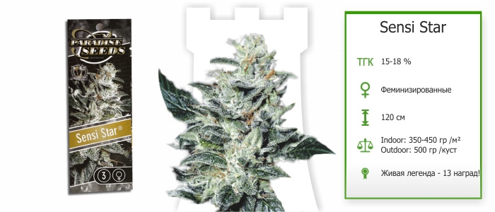 Sensi Star Sensi Star