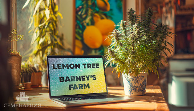 Гроурепорт сорта Lemon Tree