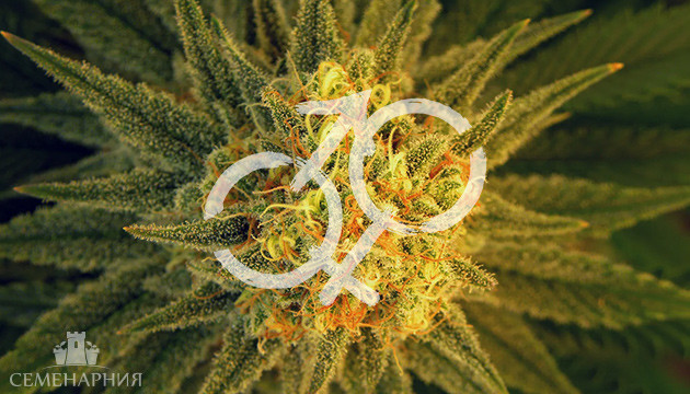 Отличия мужской конопли от женской