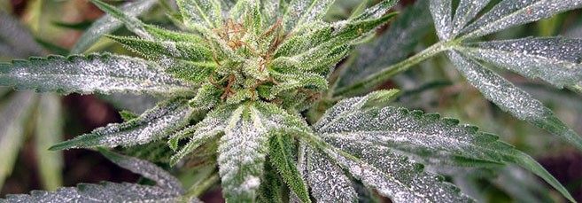 Налет на листьях конопли На листьях марихуаны появился налет