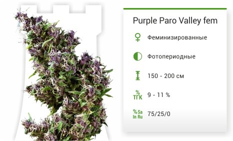 Сорт марихуаны Purple Paro Valley Purple Paro Valley fem