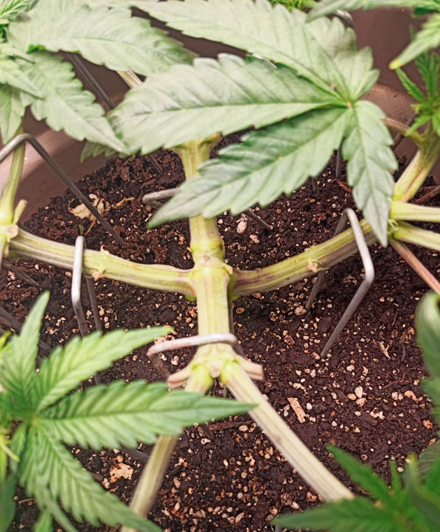 Подкормка и чистая вода Куст Bruce Banner #3 от Herbies Seeds на 5 неделе