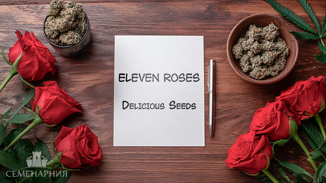 Гроурепорт сорта конопли Eleven Roses от Delicious Seeds Выращивание сорта марихуаны Eleven Roses от Delicious Seeds