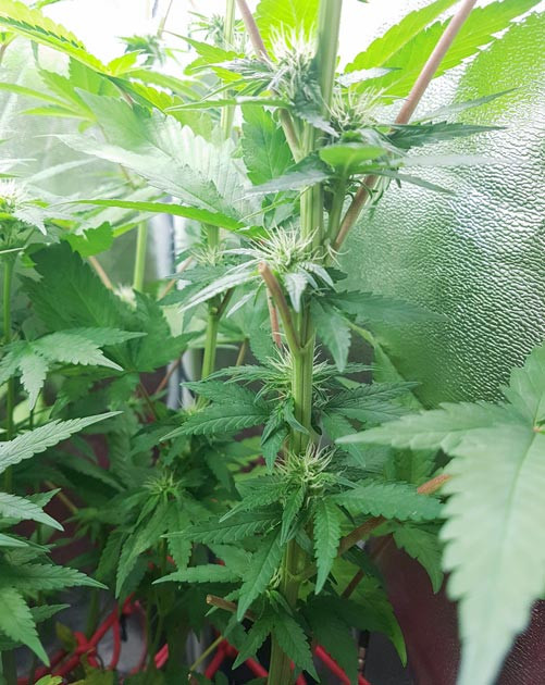 6 неделя выращивания конопли Куст ростом 45 см
