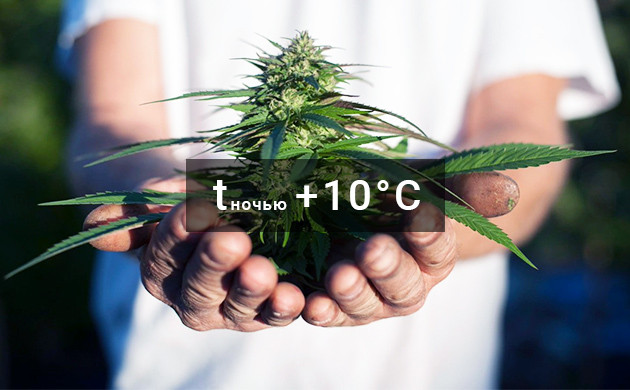 Сбор урожая при температуре 10 градусов ночью