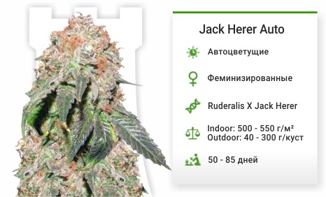 описание сорта Jack Herer Auto описание сорта Jack Herer Auto