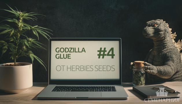 Гроурепорт сорта конопли Godzilla Glue #4 от Herbies Seeds Выращивание сорта марихуаны Godzilla Glue #4 от Herbies Seeds