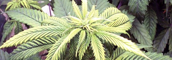 Обесцвечивание листвы конопли Макушка конопли побледнела