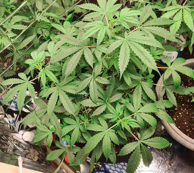 Первые признаки предцвета Куст Auto Orange Bud на 7 неделе выращивания