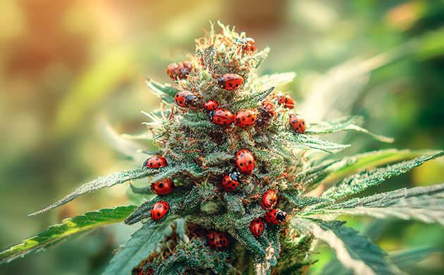 Как защитить каннабис от насекомых-вредителей в ауте Защита конопли от насекомых-вредителей в аутдоре