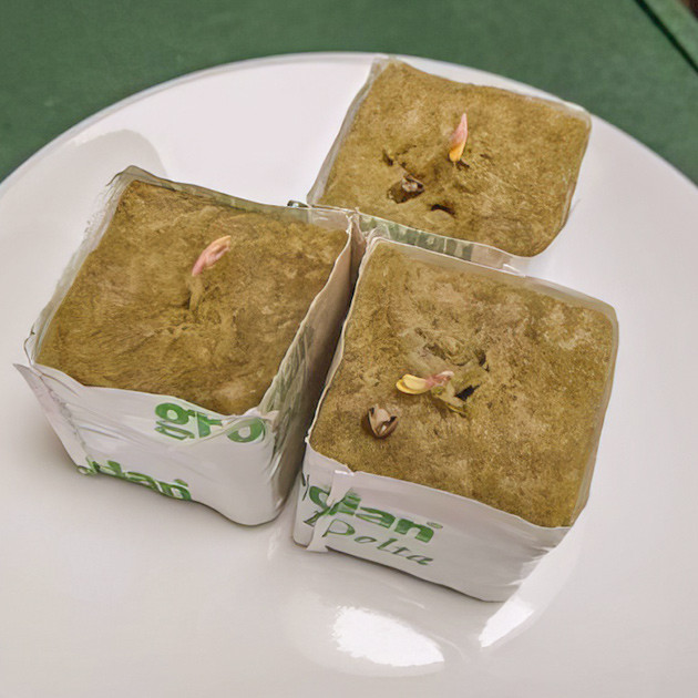 Проращивание семян Blue Gelato 41: первые шаги Старт грова: проращивание семян в минеральной вате