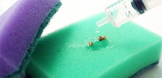 Замачивание семян Замачивание семян каннабиса на губке