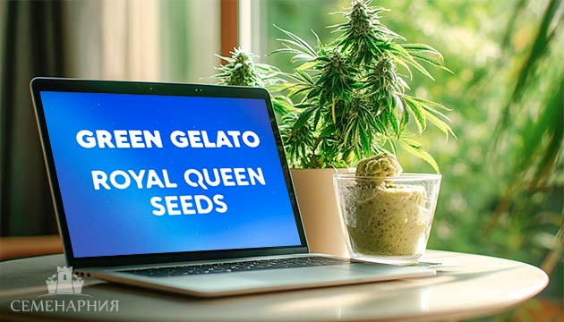 Гроурепорт сорта Green Gelato