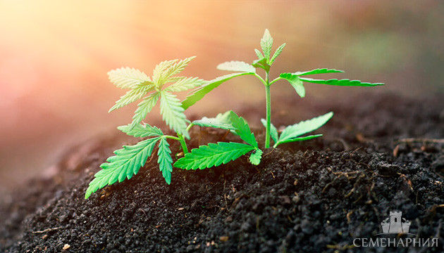 Выращивание конопли в аутдоре