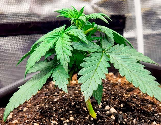 Полив марихуаны Растишка Gorilla Punch Auto на 3 неделе выращивания