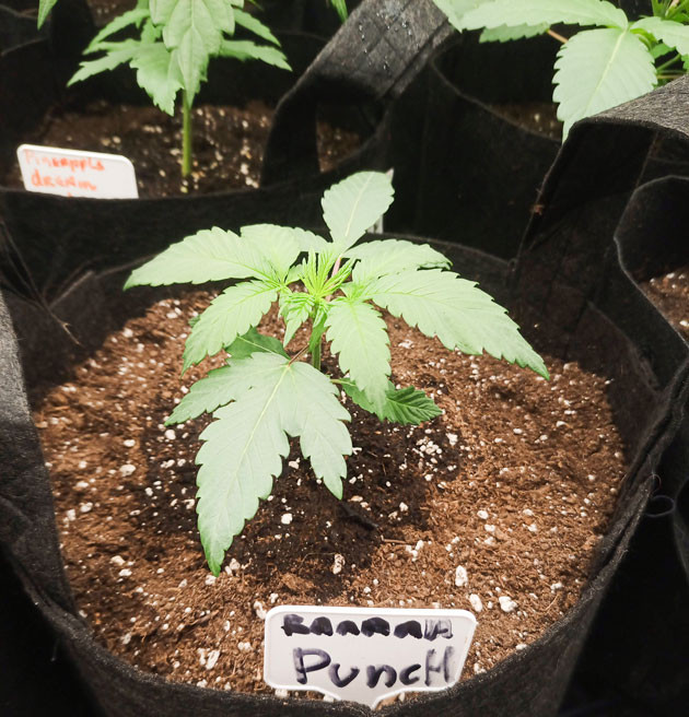 Равномерное и стабильное развитие кустов Куст Banana Punch от Barney's Farm на 4 неделе