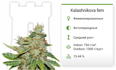 Kalashnikova fem от Green House Seeds