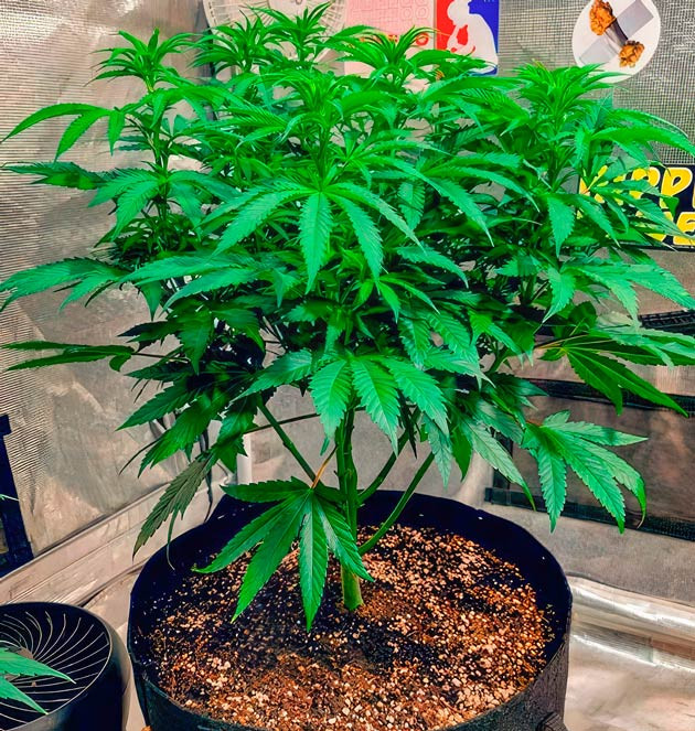 Смена светового режима и перенастройка на фазу цветения Куст DDoS #33 на 6 неделе выращивания