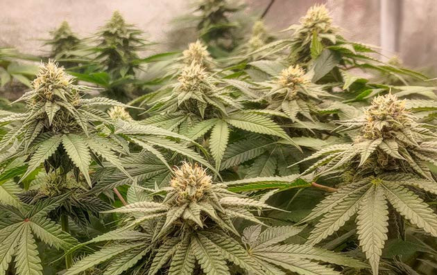 Появление янтарных трихом Кусты Lemon Tree на 10-11 неделе выращивания