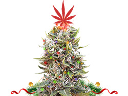 Елка конопля на новый год