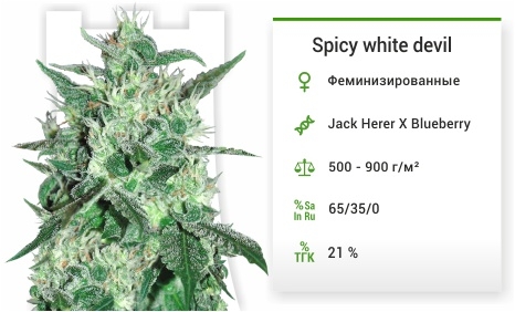 описание сорта Spicy white devil