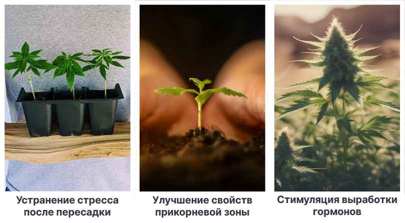 Преимущества использования стимуляторов при выращивании в аутдоре Плюсы стимуляторов роста в аутдоре