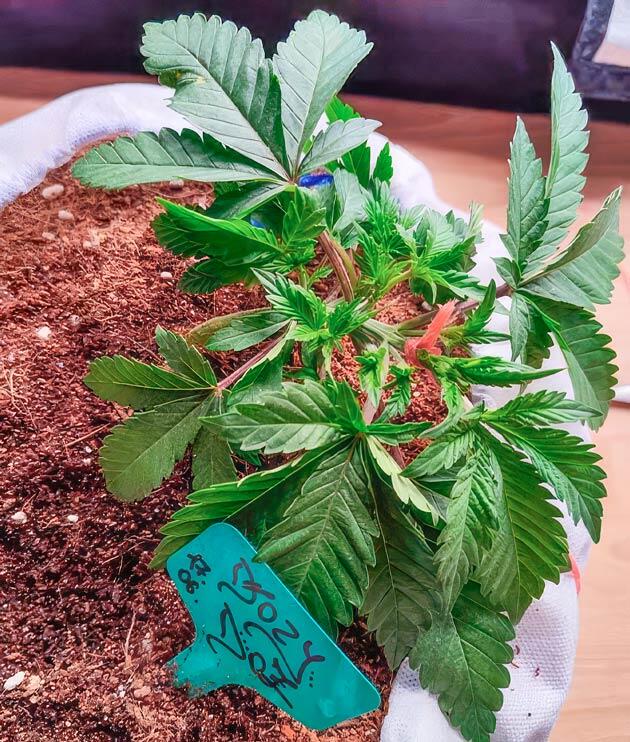 Куст Dozy Doz на стадии вегетации