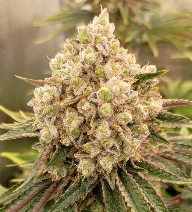 Полив чистой водой Кусты Lemon Tree на последних неделях выращивания