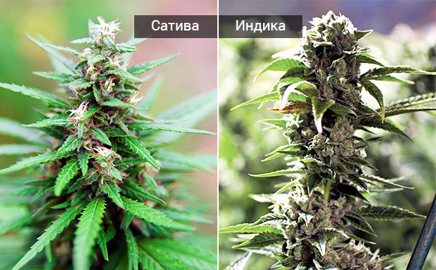 Различия между индичными и сативными соцветиями