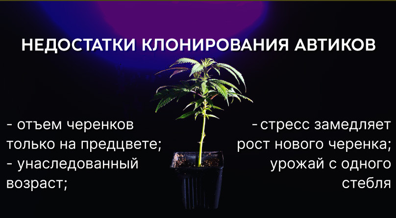 Недостатки клонирования автоцветов Минусы клонирования автоцветущей конопли