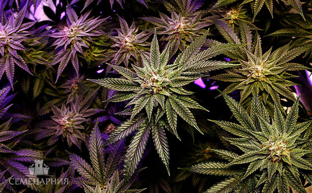 Стадия цветения конопли Цветущие кусты