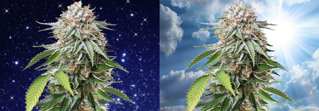 Световой режим для фотопериодной марихуаны Световой режим для фотопериодной конопли