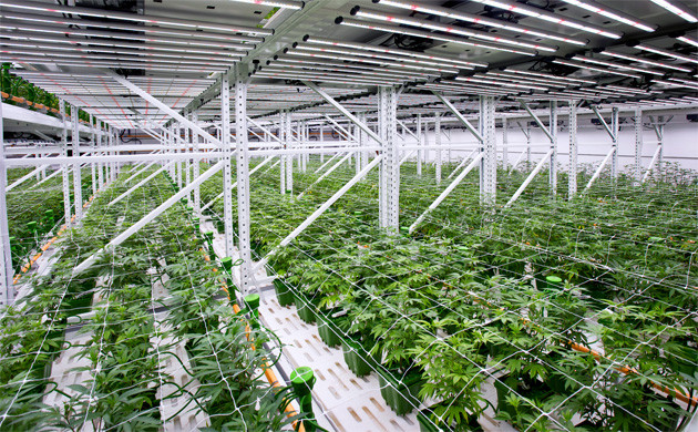 Коммерческие гроутенты для конопли Огромный гроутент