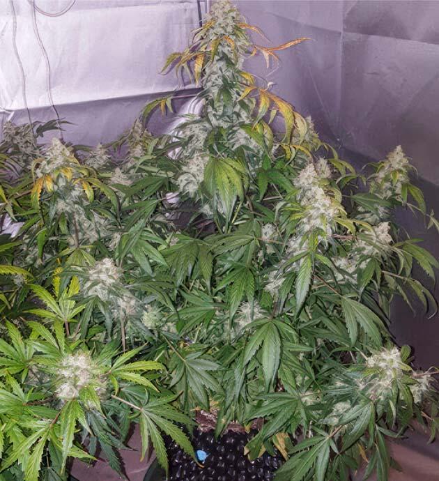 Промывка марихуаны Последняя неделя выращивания сорта Auto White Widow