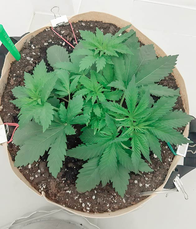 Установка вентилятора 21 день выращивания Blackberry Moonrocks