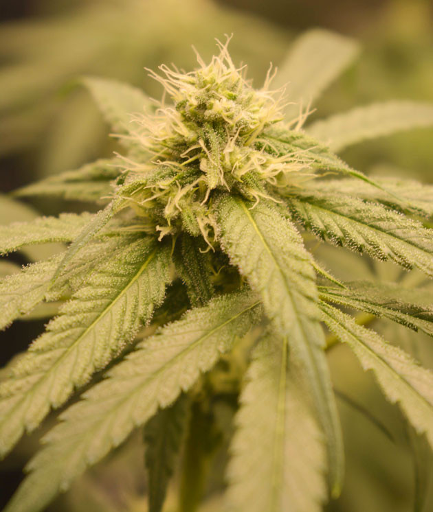 Снижение уровня почвы в горшках Куст Banana Punch от Barney's Farm на 10-11 неделе