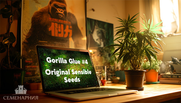 Гроурепорт сорта Gorilla Glue #4