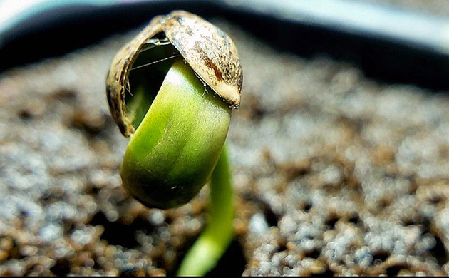 Проращивание семени Проращивание и всходы