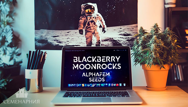 Гроурепорт сорта Blackberry Moonrocks