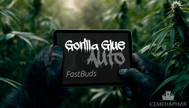 Выращивание сорта марихуаны Gorilla Glue Auto от FastBuds